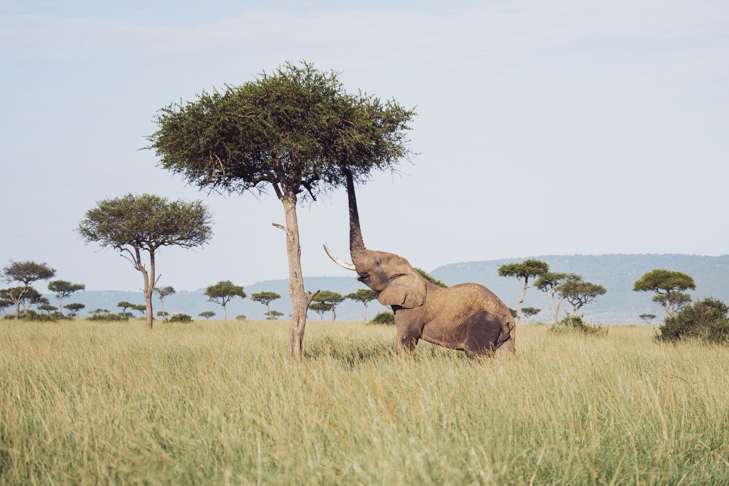 Tsavo